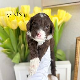 Girl 1 - Chocolate female Australian Labradoodle puppy in Palmdale, California from Heavenly Doodles