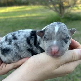 Black collar - Blue merle female Border Collie puppy in Graceville, Florida from Fire N Arrows Border Collies