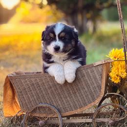 Eve - Black tri-color female Australian Shepherd puppy in Wauneta, Nebraska from 4H Aussies