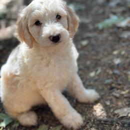 Tourmaline - Cream female Labradoodle puppy in Somerset, California from Annie’s Animals