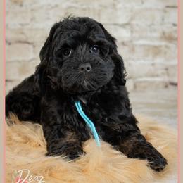 Holbrook - Black male Cockapoo puppy in Connersville, Indiana from Deaz Doodle Ranch