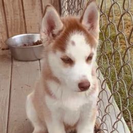 Malachi - Red and white male Siberian Husky puppy in Thomasville, Georgia from Southern Blues Siberian Huskies