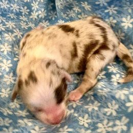 Butternut - Red merle male Miniature Australian Shepherd puppy in Port Saint Lucie, Florida from Charlene Brannon's Mini Australian Shepherds