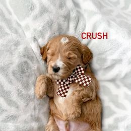 Crush - Cream male Goldendoodle puppy in Farmington, Utah from Happy Day Doodles