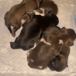 Dexter (available soon) - Liver and white male Shih Tzu puppy in California from Fairy Tails Shih Tzus CA