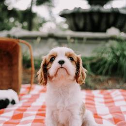 Cavalier King Charles Spaniel Puppies from Cavalier & Co.
