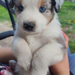 Toy Australian Shepherd Puppies from SLASH SEVEN Toy Aussies