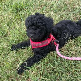 Onyx - Black male Yorkipoo puppy in Stafford, Virginia from Morris Doodles Virginia
