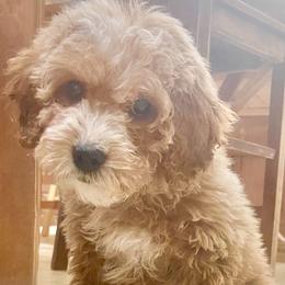 Sally - Goldendoodle
