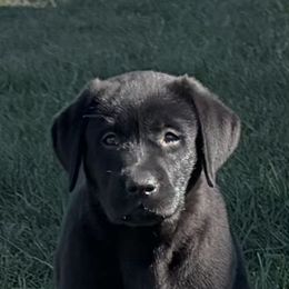 Black male - Black male Labrador Retriever puppy in Jamestown, Ohio from Heartlands Quality Labrador Retrievers