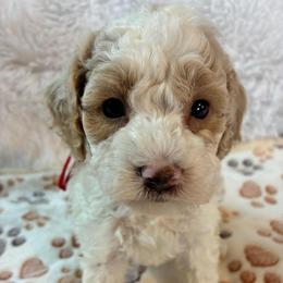 Grumpy - Brown and white male Cockapoo puppy in Adrian, Oregon from ApplebyFarm