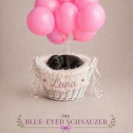 Luna - Black female Miniature Schnauzer puppy in Winter Haven, Florida from The Blue Eyed Schnauzer