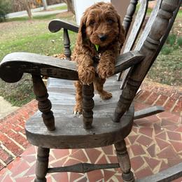 Giorgio - Red  male Goldendoodle puppy in Mint Hill, North Carolina from DoodleForever