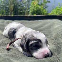 Junie - female Australian Mountain Doodle puppy in Sherrills Ford, North Carolina from Magnolia Grove Farms