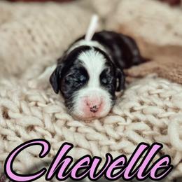 Chevelle - Black and chalk female Australian Labradoodle puppy in Decatur, Alabama from Southern Meadows Doodles