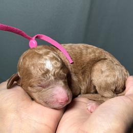 Pink Collar - Red  female Goldendoodle puppy in Palmetto Bay, Florida from SOMIDOODLES