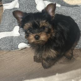 Boy 1 - Black and gold male Yorkshire Terrier puppy in Chino Hills, California from Chino Hills Yorkies