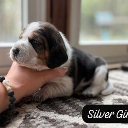Silver Girl - Black tan and white female Beagle puppy in Grantsville, Maryland from Fable & Fern Beagles