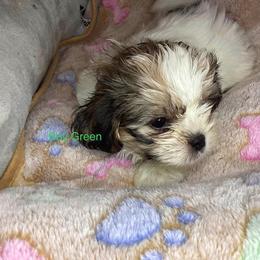 Boy Green - Black and white male Shorkie puppy in Madisonville, Tennessee from Heavenly Yorkies in Southeast Tennessee