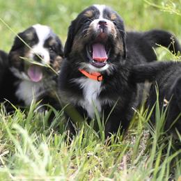 Bernese Mountain Dog, Golden Mountain Dog, and Golden Retriever Puppies from Grateful Bernese & Gage's Goldens