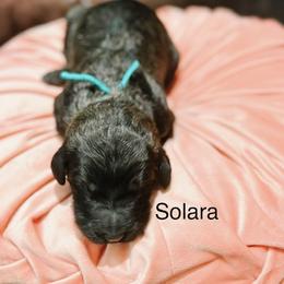 Solara - Chocolate female Goldendoodle puppy in Pasco, Washington from Camp Doodle Woods