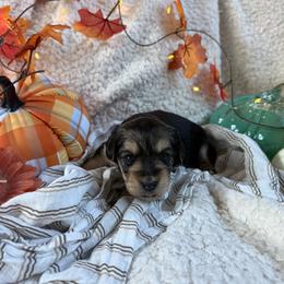 Poppy - Black and tan female Morkie puppy in Lawrenceville, Georgia from Georgias Finest Puppies