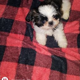 Boy 1 - male Shih Tzu puppy in Englewood, New Jersey from Sincerely Paws