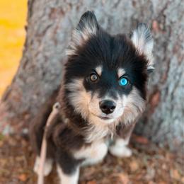 Nectar - Black and white male Pomsky puppy in Cleveland, Ohio from Lake Point Pomskies