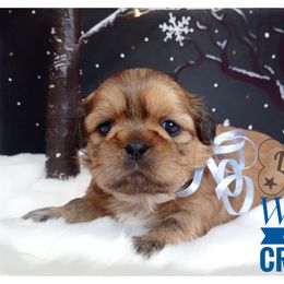 Shih Tzu Puppies from Loyal Shih Tzu