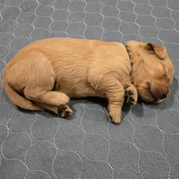 Black Collar - Golden female Golden Retriever puppy in El Dorado Hills, California from Asperheim Golden Retriever Puppies