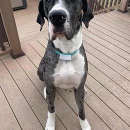 Boy 1 - Mantle merle Great Dane puppy in Lawrenceburg, Indiana from Jordan Giants