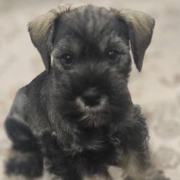 Boy 1 (Sheldon) - Salt and pepper male Miniature Schnauzer puppy in Nampa, Idaho from Angela Kathleen Stout