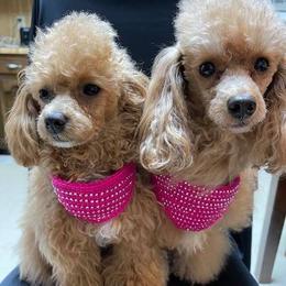 Poodles from Sunflower Breeding