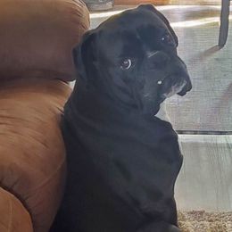 Gunner - Boxer
