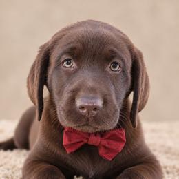 Boone - Chocolate male Labrador Retriever puppy in Chicago, Illinois from Urbane Retrievers