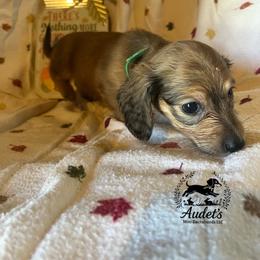 Louie - Cream male Dachshund puppy in East Dover, Vermont from Audet’s Mini Dachshunds