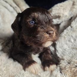 Nacho (blue eyes) - Liver male Miniature Schnauzer puppy in Panama City, Florida from Emerald Coast Schnauzers