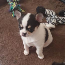 Linus - Black and white male Chihuahua puppy in Lake George, New York from Moonhill Chihuahuas