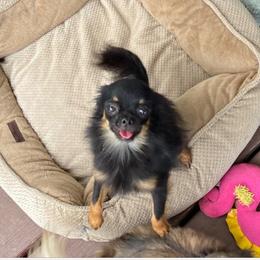 Milton - Chihuahua