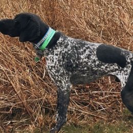 German Shorthaired Pointers from Dills German Shorthairs