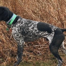 German Shorthaired Pointers from Dills German Shorthairs
