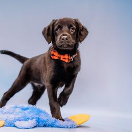 Aussiedoodle and Labradoodle Puppies from Doodles on Duty