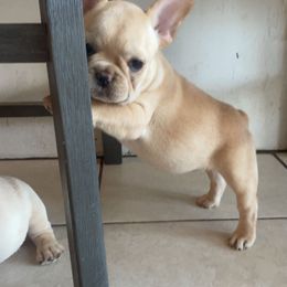 French Bulldog Puppies from MaFrenchiesBadandBoujee