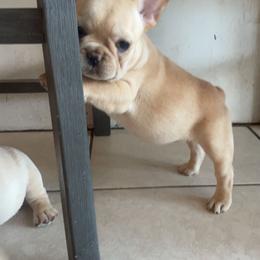 French Bulldog Puppies from MaFrenchiesBadandBoujee