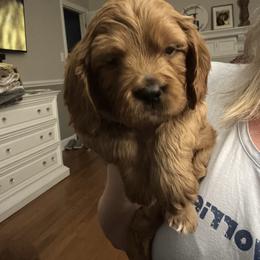 Boy 1 - Red male Cavapoo puppy in Youngsville, North Carolina from Blackberry Hill Doodles
