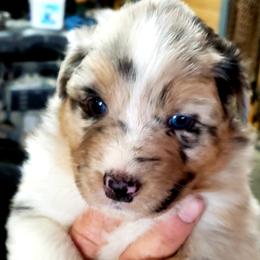 Australian Shepherd Puppies from Classy Aussies