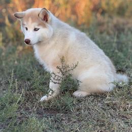 Pomsky and Siberian Husky Puppies from A-Dream Pomsky Kennel