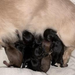 AKC Ch Sired Black and Cream Male 1 - Black and cream male Dachshund puppy in Medina, Ohio from STORIED DOXIES