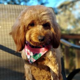 Ruby - Goldendoodle