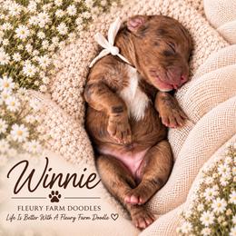 Winnie - Merle female Whoodle puppy in Knoxville, Tennessee from Fleury Farm Doodles TN